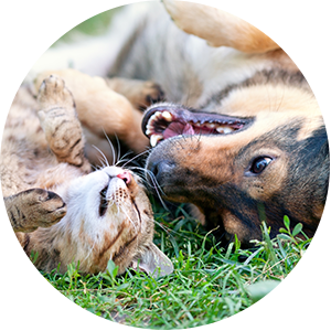 Cat and Dog Rolling in Grass