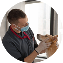 Veterinarian in Roseville, MN