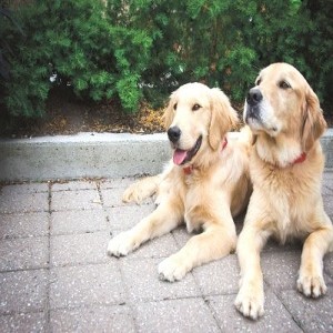 Cat and Dog Rolling in Grass