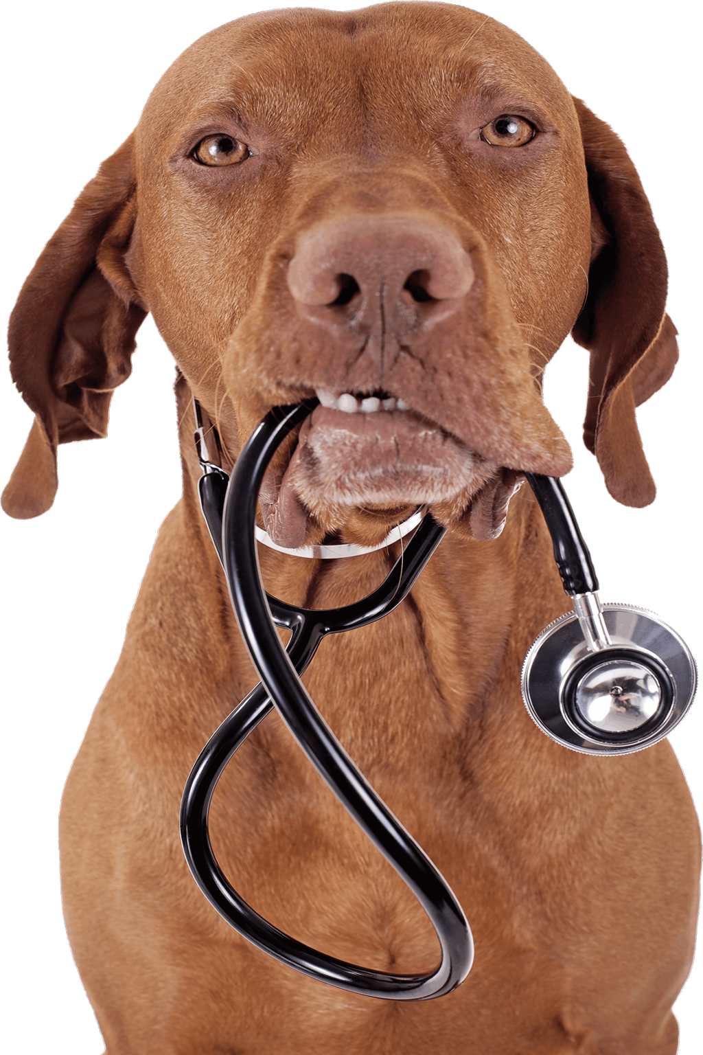 Doctor Smiling