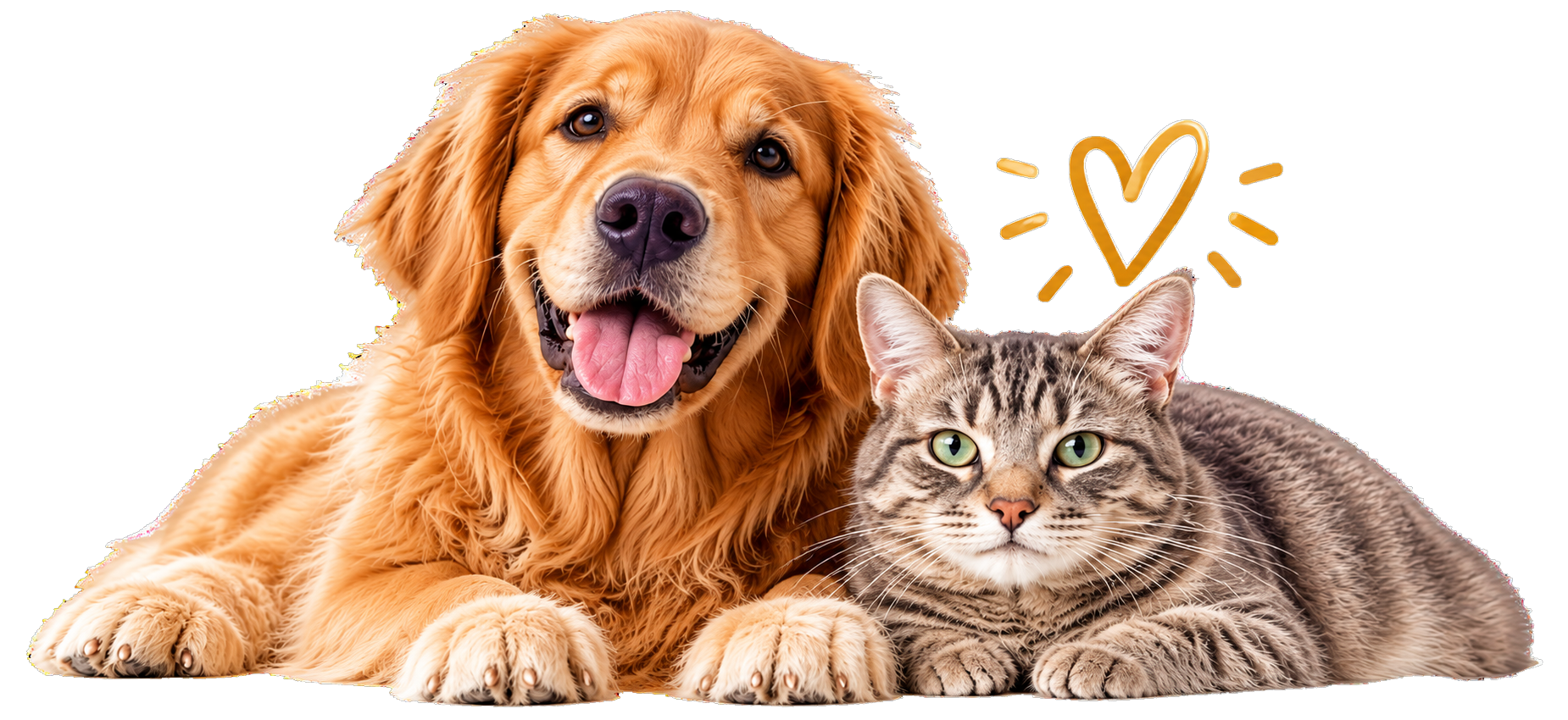 Golden Retriever and Tabby Cat with Heart