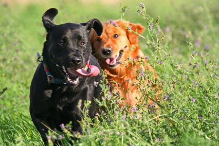 Dog in Field