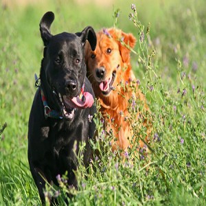 Cat and Dog Rolling in Grass